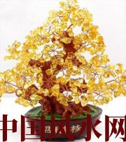 达州买了招财植物却不能发财，是方位摆错了！